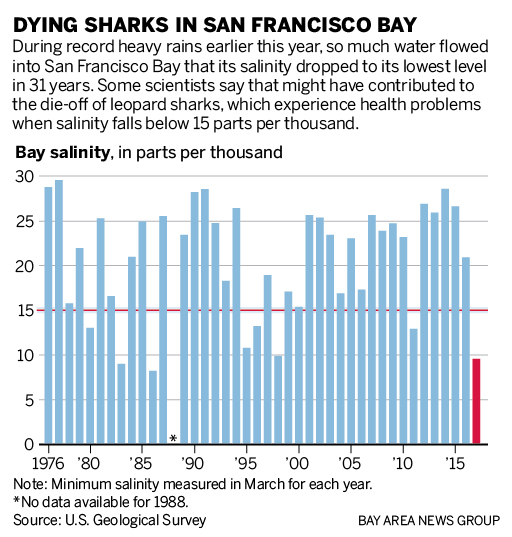 Хоббс отметил, что леопардовые акулы справляются лучше всего, когда соленость воды составляет около 20-25 частей на тысячу, уровень, типичный для залива Сан-Франциско в большинстве лет